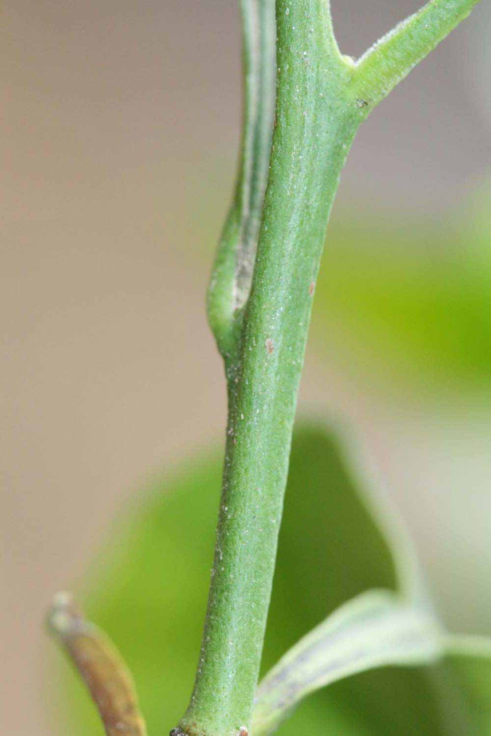            First year twig (Riverside, CA)   